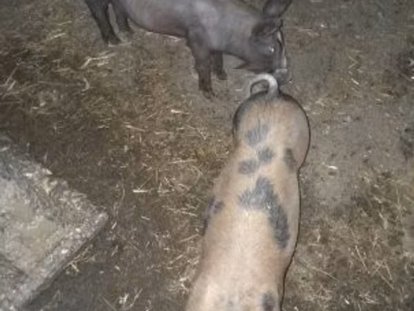 Scroafă, Porci