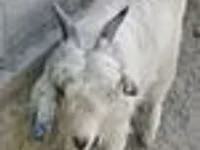 Cabra, Alpine goat — foto 4