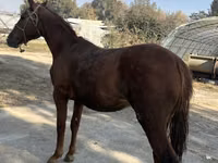 公马, Horses — 照片 4