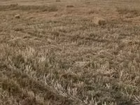Saman balyaları – xırda (düzbucaqlı) balya - Məzmun: biçindən sonra — Foto 1
