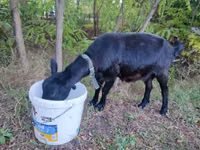 Cabra, Cabras — foto 4
