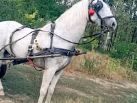Cheval, Chevaux — photo 1