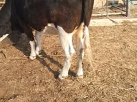 Vacă, Simmental cattle — foto 4