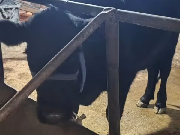 Bulle, Aberdeen-Angus