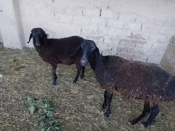भेड़, भेड़