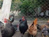 Chickens — الصورة 3