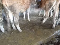 Vaca, Ganado vacuno — foto 4