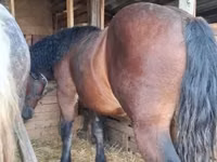 公马, Horses — 照片 3
