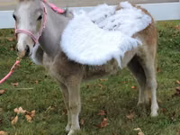 Iapă, Miniature horse — foto 3