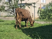 Vaca, Swiss cattle — foto 4