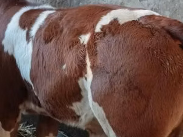 Bull, Simmental cattle