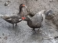 Canard musqué domestique — photo 2