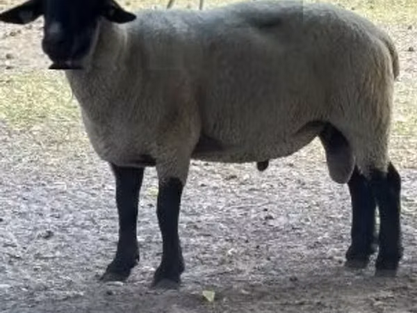 Carnero, White Suffolk sheep