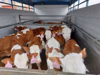Touro, Simmental cattle — foto 2