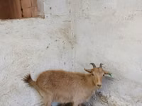 عنزة, Saanen goat — الصورة 3