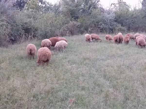 Ovejas (lote, sexo no especificado), Ovejas