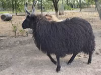 Oaie, Racka sheep — foto 2