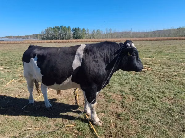 Bulle, Russian Black pied cattle — Republik Moldau