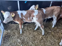Toro, Simmental cattle — foto 2