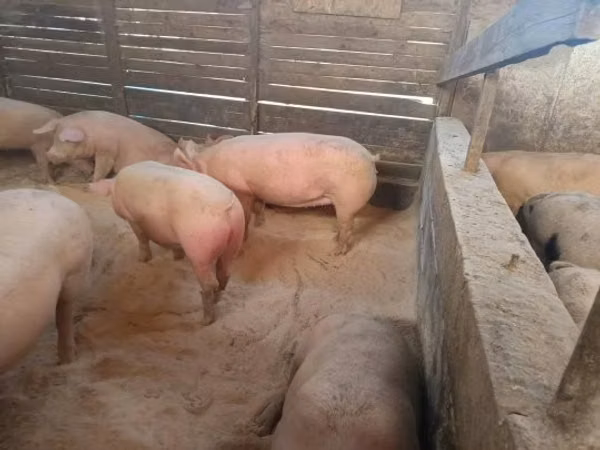 母猪, Pigs