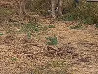 بقرة, Swiss cattle — الصورة 7