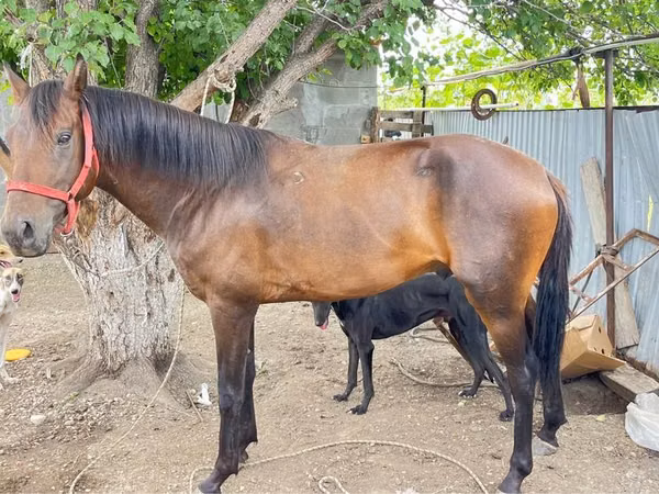At, Thoroughbred horse