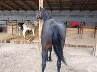 公马, Thoroughbred horse — 照片 3