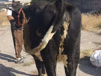 بقرة, Russian Black pied cattle — الصورة 6
