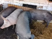 Vier, Porci — foto 5