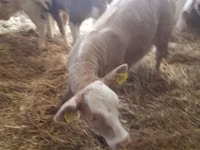 Bovine (lot, sex nespecificat), Simmental cattle — foto 5