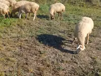 نعجة, Karabakh sheep — الصورة 6
