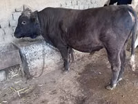 母牛, Holstein breed — 照片 1