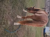 Cavalo, Palomino — foto 5