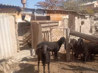 Carneiro, Ordabasy sheep — foto 5
