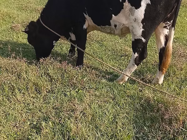 بقرة, Russian Black pied cattle
