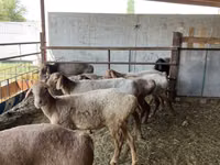 نعجة, الأغنام — الصورة 3