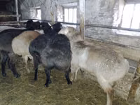 Widder, Edilbay sheep — Foto 1