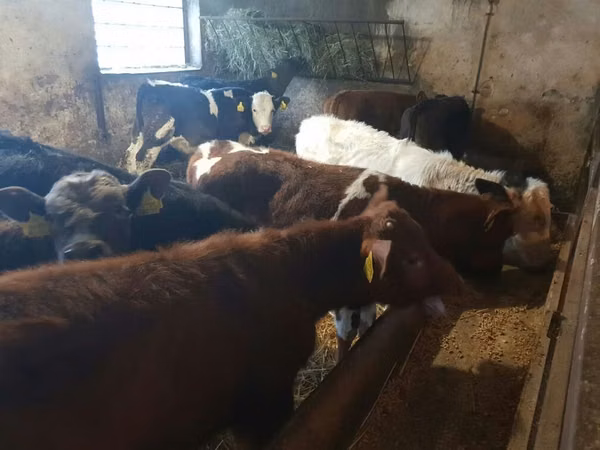 Bou, Bovine