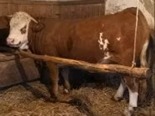 Cow, Simmental cattle