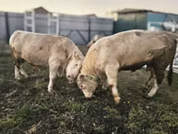 Buqa, Charolais cattle — 3-rasm