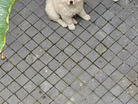 🐶 SATILIR – ÇAU-ÇAU Erkək Çau-Çau balasıdır. 2 aylıqdır, rəngi ağdır — फ़ोटो 3