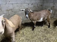 Capră, Kamori goats — foto 4