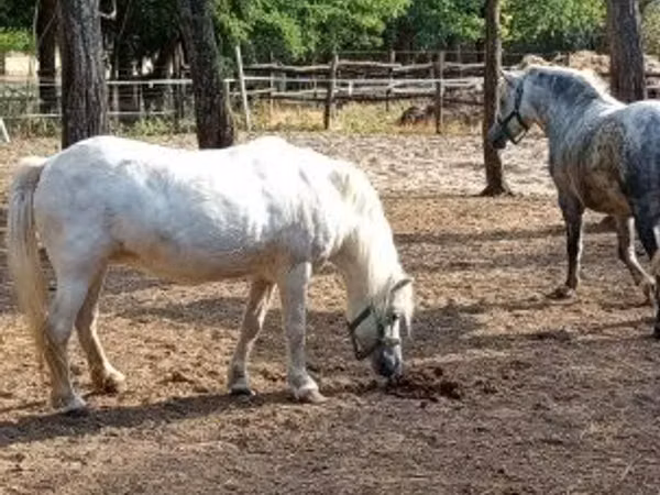 母马, Horses