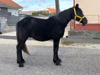 公马, Horses — 照片 2