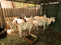 Cabras (lote, sexo não especificado), Saanen goat — foto 5