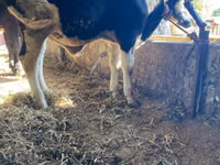 Touro, Russian Black pied cattle — foto 2