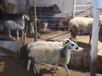 绵羊（批次，未指定性别）, Sheep — 照片 1