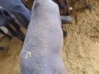 Qoʻchqor, Kyrgyz Mountain merino sheep — 7-rasm