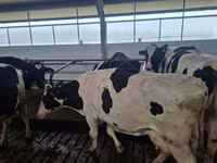 Vacă, Rasa Holstein — foto 1