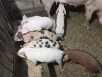 Eber, Schweine — Foto 2